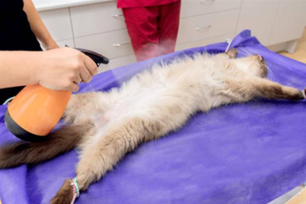 猫绝育时的注意事项，主人要好好安抚猫咪的情绪