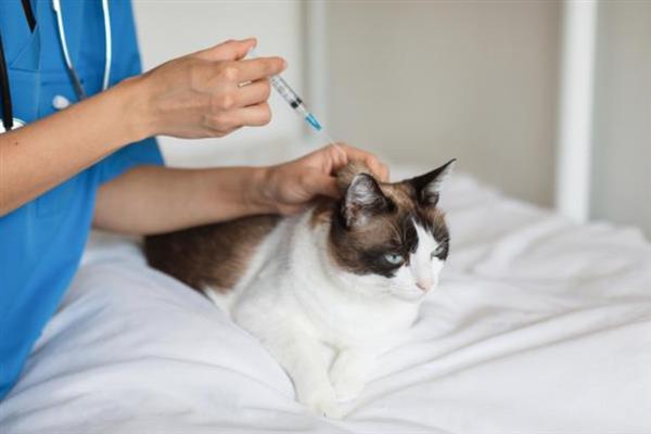 猫绝育时的注意事项，主人要好好安抚猫咪的情绪