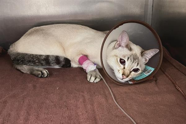 猫绝育时的注意事项，主人要好好安抚猫咪的情绪