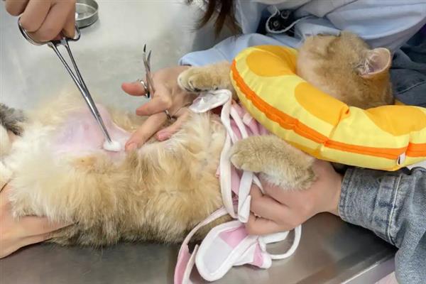 猫绝育时的注意事项，主人要好好安抚猫咪的情绪