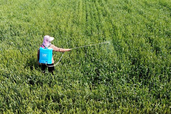 小麦何时收获，一般是在腊熟末期收获