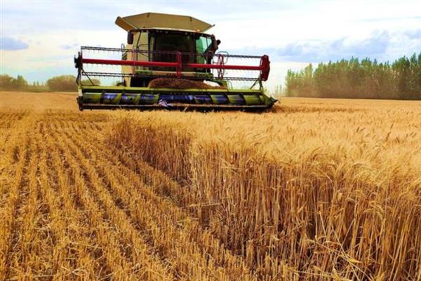 小麦何时收获，一般是在腊熟末期收获