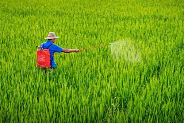 小麦何时收获，一般是在腊熟末期收获