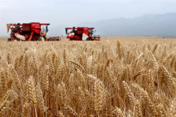 小麦何时收获，一般是在腊熟末期收获