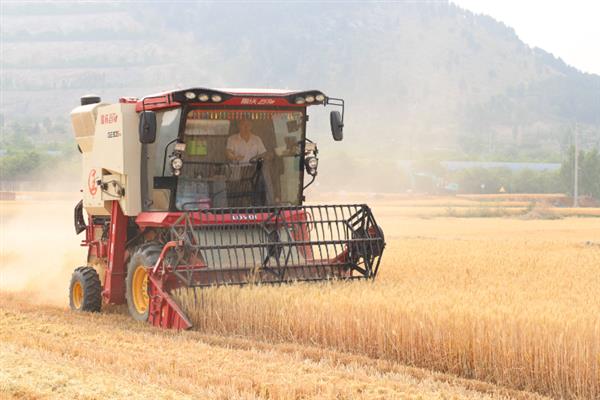 小麦何时收获，一般是在腊熟末期收获