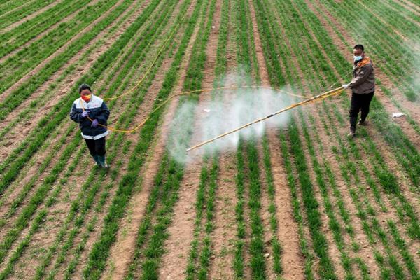 小麦何时收获，一般是在腊熟末期收获