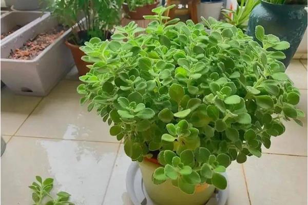 碰碰香有没有毒，碰碰香是无毒的