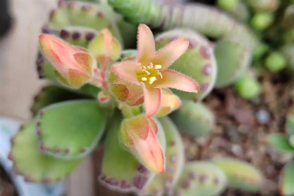 熊童子几年可以开花，需要2年左右的时间才会开花