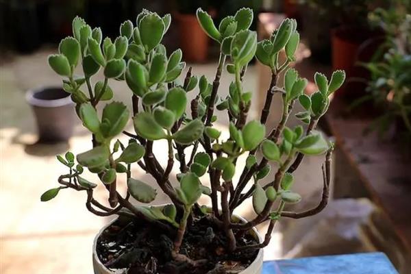 熊童子几年可以开花，需要2年左右的时间才会开花