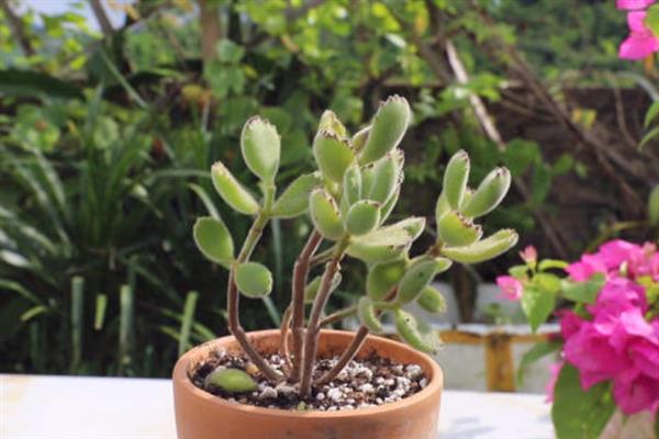 熊童子几年可以开花，需要2年左右的时间才会开花