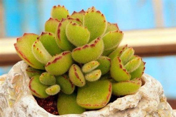 熊童子几年可以开花，需要2年左右的时间才会开花