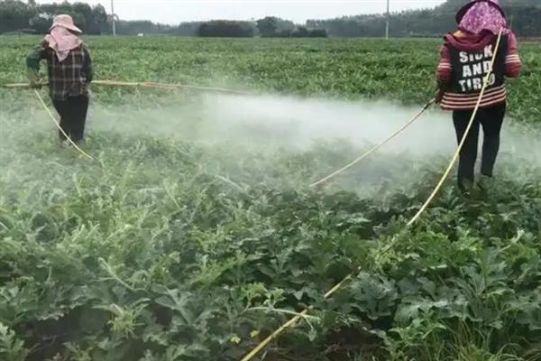 瓜类枯萎病的防治方法，可改沟底种植为沟帮种植