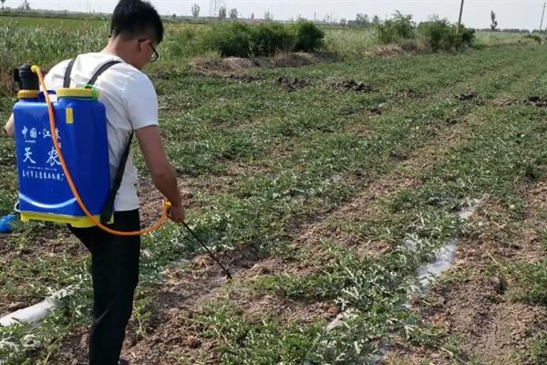 瓜类枯萎病的防治方法，可改沟底种植为沟帮种植