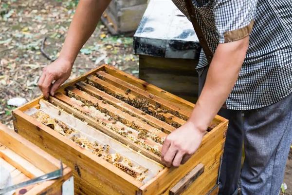 马蜂群有哪些蜂种，分为蜂王、雄蜂和工蜂