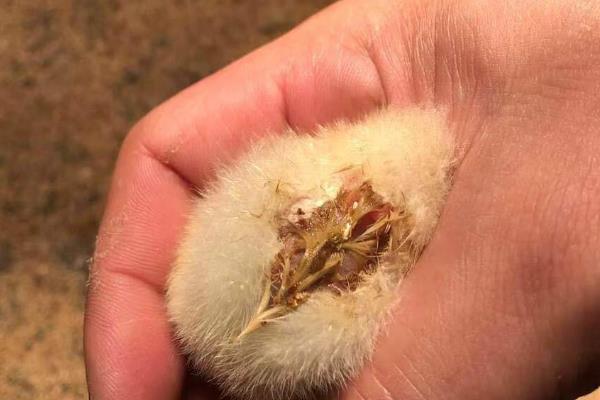 鸡拉白色稀粪怎么防治，需及时调节温度并咨询兽医