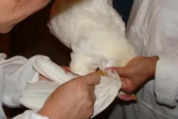 鸡拉白色稀粪怎么防治，需及时调节温度并咨询兽医