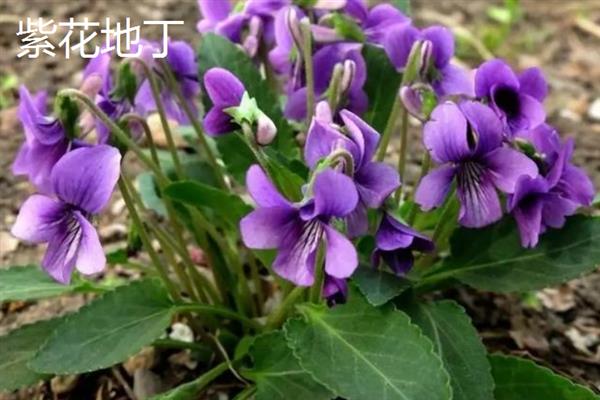 紫花地丁和早开堇菜的区别，株型、花期和种子均不同