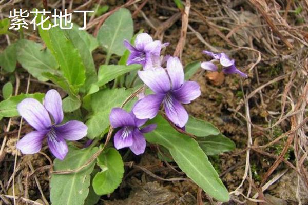 紫花地丁和早开堇菜的区别，株型、花期和种子均不同