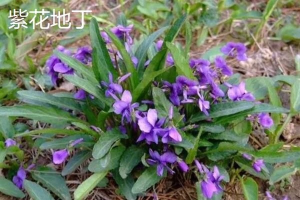 紫花地丁和早开堇菜的区别，株型、花期和种子均不同
