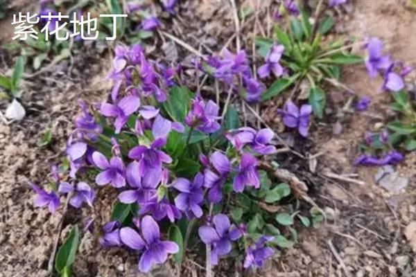 紫花地丁和早开堇菜的区别，株型、花期和种子均不同
