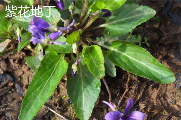 紫花地丁和早开堇菜的区别，株型、花期和种子均不同