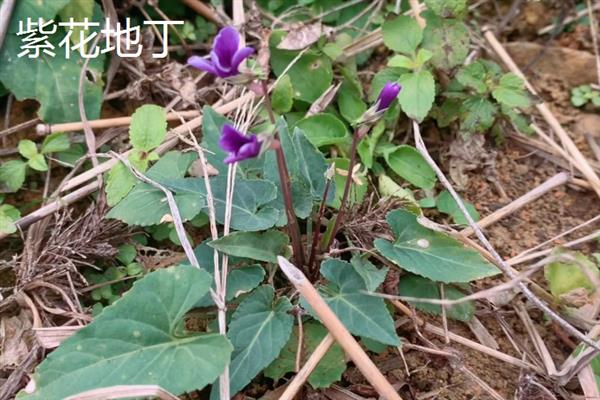 紫花地丁和早开堇菜的区别，株型、花期和种子均不同