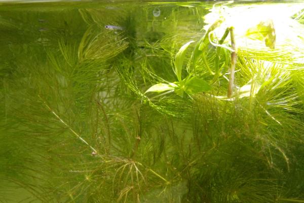 水蚤是什么，属于节肢动物门小型甲壳动物