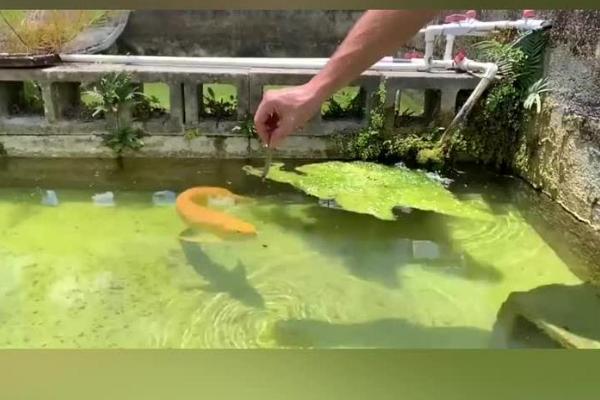 新手养金龙鱼的注意事项，1周换一次水合适