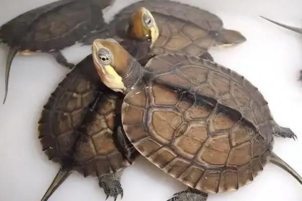 石金钱龟怎么分辨公母，背甲形状和体型均不同