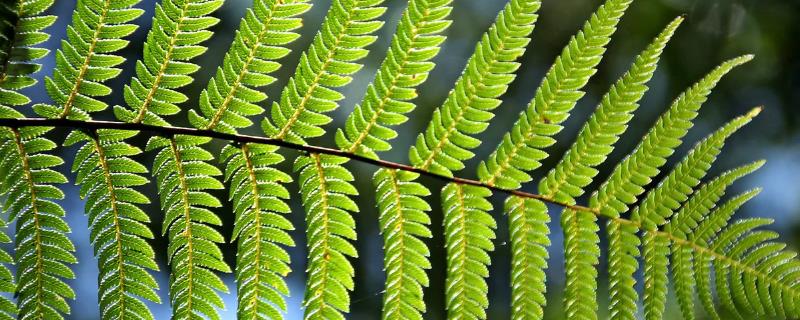蕨类植物要怎么养，喜欢生长在湿润潮湿的土壤里