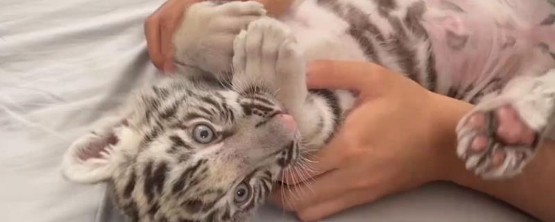 吸猫的正确方法，可以对着鼻子吸、抱着猫咪吸