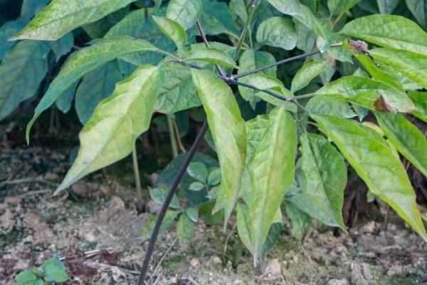 人参的种植方法，可在4-5月份进行播种种植