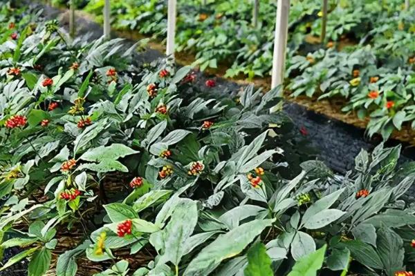 人参的种植方法，可在4-5月份进行播种种植