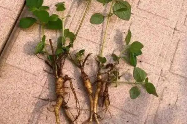 人参的种植方法，可在4-5月份进行播种种植