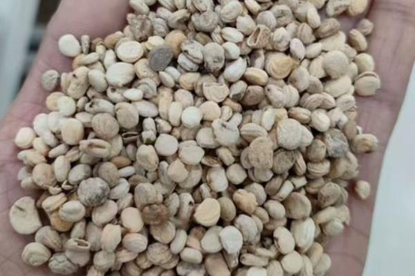 人参的种植方法，可在4-5月份进行播种种植