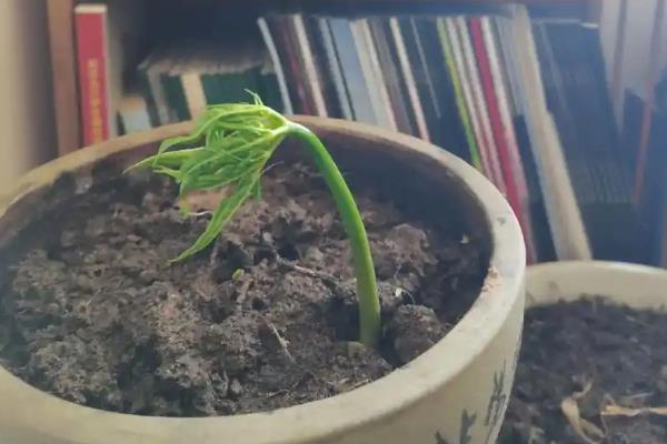 人参的种植方法，可在4-5月份进行播种种植