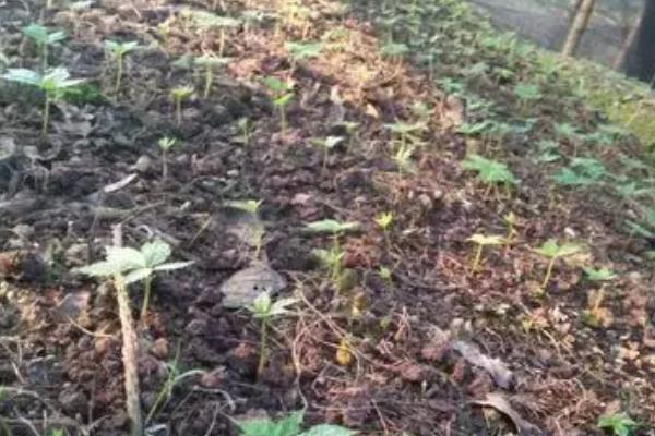 人参的种植方法，可在4-5月份进行播种种植