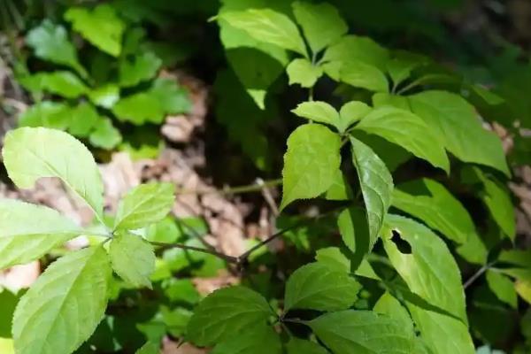 人参的种植方法，可在4-5月份进行播种种植