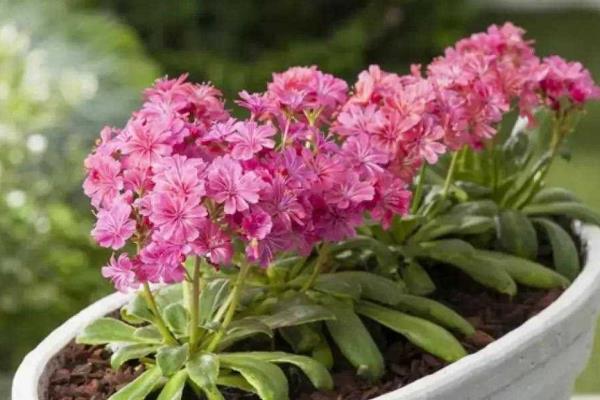 露薇花的繁殖方法，可播种、分株或扦插等