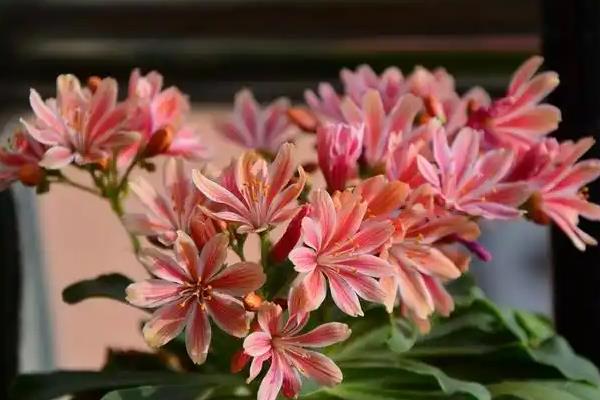 露薇花的繁殖方法，可播种、分株或扦插等