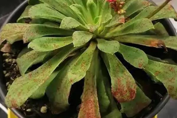 露薇花的繁殖方法，可播种、分株或扦插等