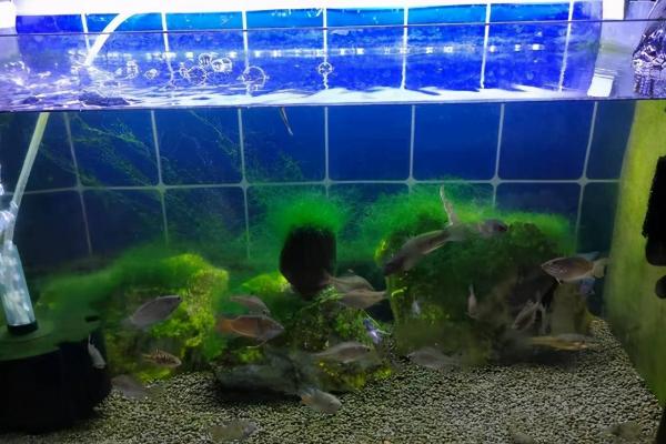 冬天养鱼的水温，水温保持在4℃以上即可