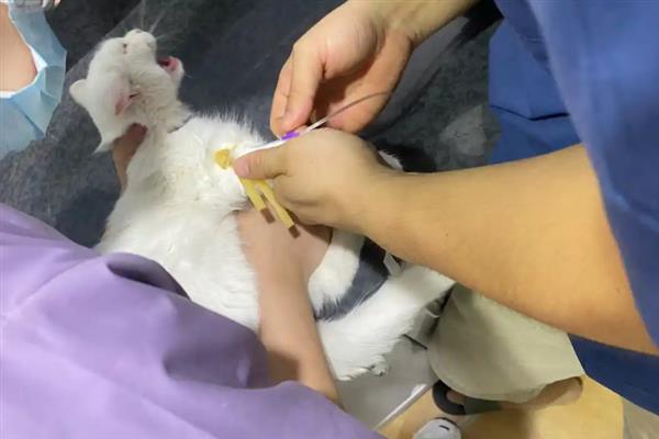 中老年猫容易患上甲状腺机能亢进的原因，甲状腺分泌了过多的甲状腺激素