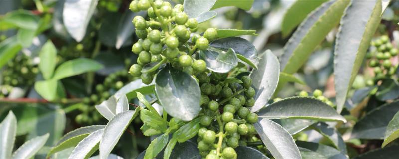 藤椒是不是青花椒,藤椒属于青花椒的一个优质品种