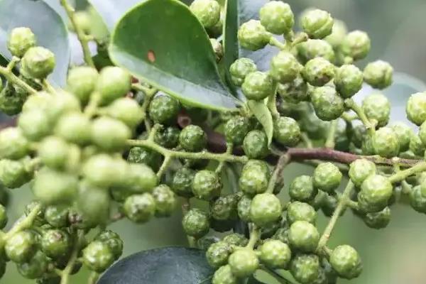 藤椒是不是青花椒,藤椒属于青花椒的一个优质品种