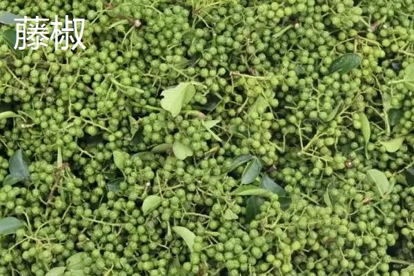 藤椒是不是青花椒,藤椒属于青花椒的一个优质品种