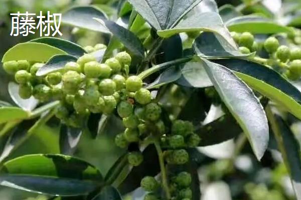 藤椒是不是青花椒,藤椒属于青花椒的一个优质品种