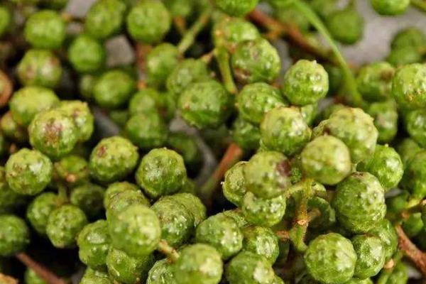 藤椒是不是青花椒,藤椒属于青花椒的一个优质品种