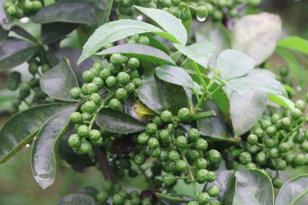 藤椒是不是青花椒,藤椒属于青花椒的一个优质品种