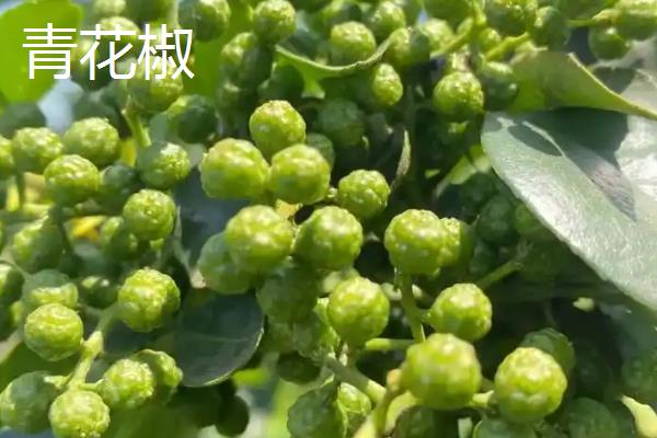 藤椒是不是青花椒,藤椒属于青花椒的一个优质品种